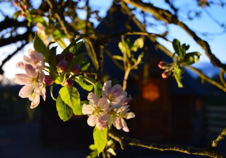 Apple Blossom Glamping Kilkenny Dış mekan fotoğraf